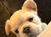 French bulldog puppies
