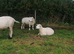 Selection of Rams available