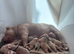 Pocket bullys