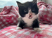 Kittens for sale. Ready to go!