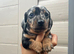 For sale blue 5weeks old dashund boy