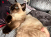 Female ragdoll kitten