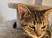 Beautiful Tabby Boy