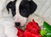 Jack Russell, one beautiful boy available