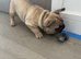 Puppies Looking for a new home