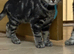 Female Bengal x British longhair