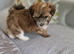 Adorable Havanese puppy
