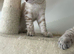 Snow bengal kittens one boy and one girl