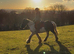 Bay Cob Cross 15.2hh and Pony 13.2 hh