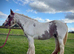 Gorgeous 14.2 Cob Mare