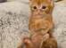 Kittens for sale