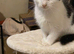 10 week old female kitten
