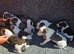 Lovely whippet pups