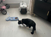 1 female kitten left