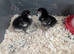 Black Cooper marans