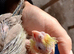 Cockatiels hand reared