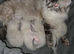 Female Ragdoll kittens