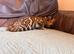 Bengal kittens