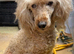 Poodle male