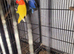 Lovebirds