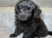 Adorable Doxiepoo x Pomeranian Puppies