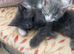 3 beautiful Maine coon mix kittens