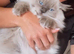 Blue point ragdoll female