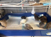 Quails