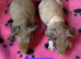 Skinny Pig Sows