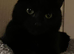 Lovely Black Male Cat