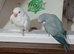 Indian Ringneck Parakeets