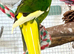 Gorgeous young pair of kakariki