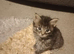 Maine coon cross