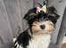 Teacup Yorkshire terrier biewer 3 colours