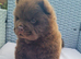 Last teddy bear puppy chow chow