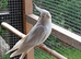 Albino female cockatiel