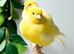 Canaries for ever home