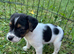 Jack Russell puppies