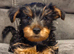  Adorable 9-Week-Old Male Yorkshire Terrier Puppy Looking for His Forever Home