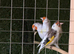 Siberian goldfinch