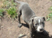 Blue Staffordshire bull terrier pups. Ready now