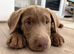 Silver Labrador Puppy