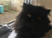 Persian x maincoon doll face kittens