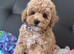 3 Gorgeous Toy Maltipoo Puppies For Sale