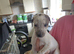 Lurcher puppies for sale