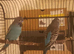Black Face budgies