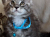 Pure Maincoon kittens
