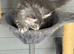 TICA registered Maine Coon kittens