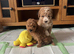 Beautiful miniature poochons puppies