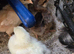 Chicks available mix breed